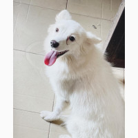 American Eskimo Female for Sale