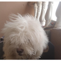 3-6 months Female Purebred Lhasa Apso