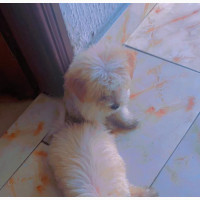 Purebred Lhasa Apso Puppies Available