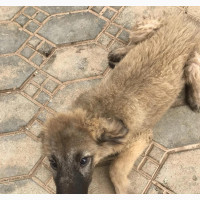 1-3 Month Female Mixed Breed Caucasian Shepherd