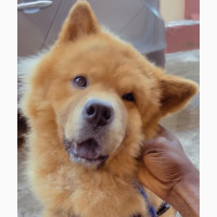 6-12 months Male Purebred Chow Chow