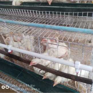 Buy 4 Weeks Broilers