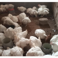 7 Weeks Broilers