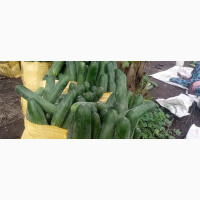 Fresh Cucumbers