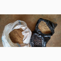 Brachiaria Grass and Leguminous Seeds And