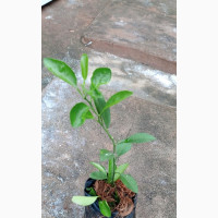Sweet Clementine Seedlings for Sale