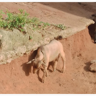 He-Goat for Sale