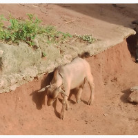 He-Goat for Sale