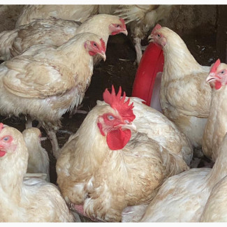 Affordable Broiler Chicken - 3 months