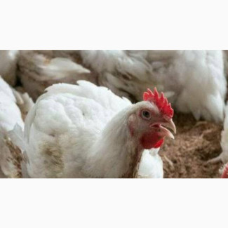 Big Size Christmas Chicken - Affordable and Delicious