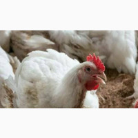 Big Size Christmas Chicken - Affordable and Delicious