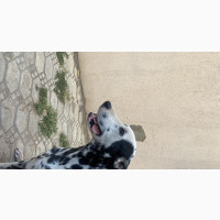 1+ year Male Purebred Dalmatian