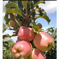 Imported Dwarf Apple Trees for Sale
