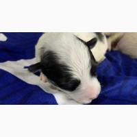 0-1 month Female Mixed Breed Samoyed