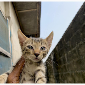 Male Purebred Domestic Shorthair Cat for Sale