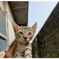 Male Purebred Domestic Shorthair Cat for Sale