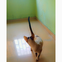 6-12 months Female Mixed Breed Mixed Breed