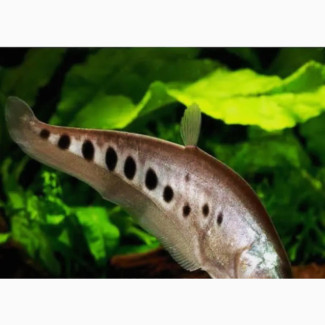 Knife Fish for Fish Aquariums and Fish Bowls