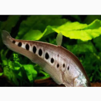Knife Fish for Fish Aquariums and Fish Bowls