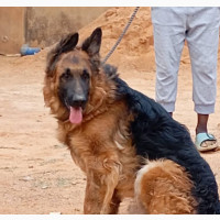 German Shepherd 1+ year old Male Purebred Showline
