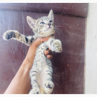 Female Purebred Tabby Kitten