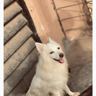 1+ year Female Purebred American Eskimo