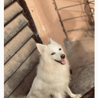 1+ year Female Purebred American Eskimo
