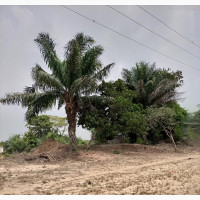 Land for Sale in Ibeju Lekki - 150 Plots Available