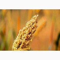 Sorghum White, Red or Yellow