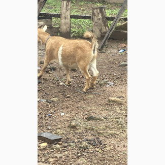 Mother Goat for Sale