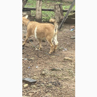 Mother Goat for Sale