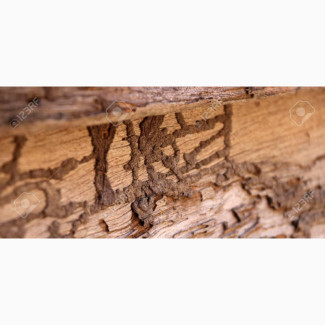 Termite Treatment and Control