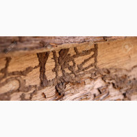 Termite Treatment and Control