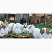 Giant Rabbits Available