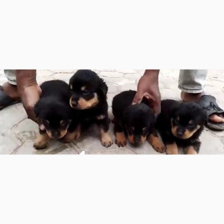 Female Purebred Rottweiler Puppies Available in Ibadan