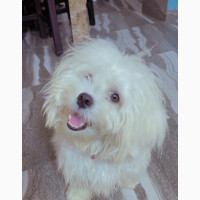1-3 months Male Purebred Havanese