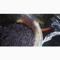 Black Halut