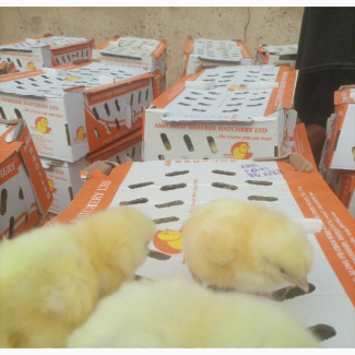 Day Old Chicks Broiler, Cockerel, Noiler, Turkey, Duck