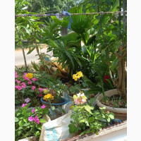 Plant Supplies