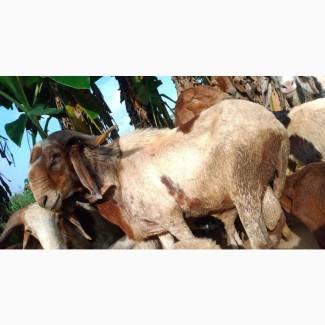 Massive RAM for Sale