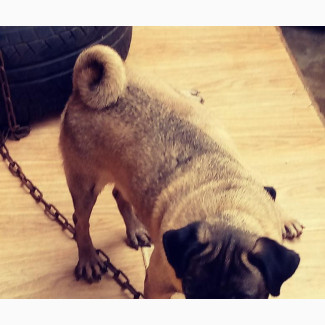 1+ year Male Purebred Pug