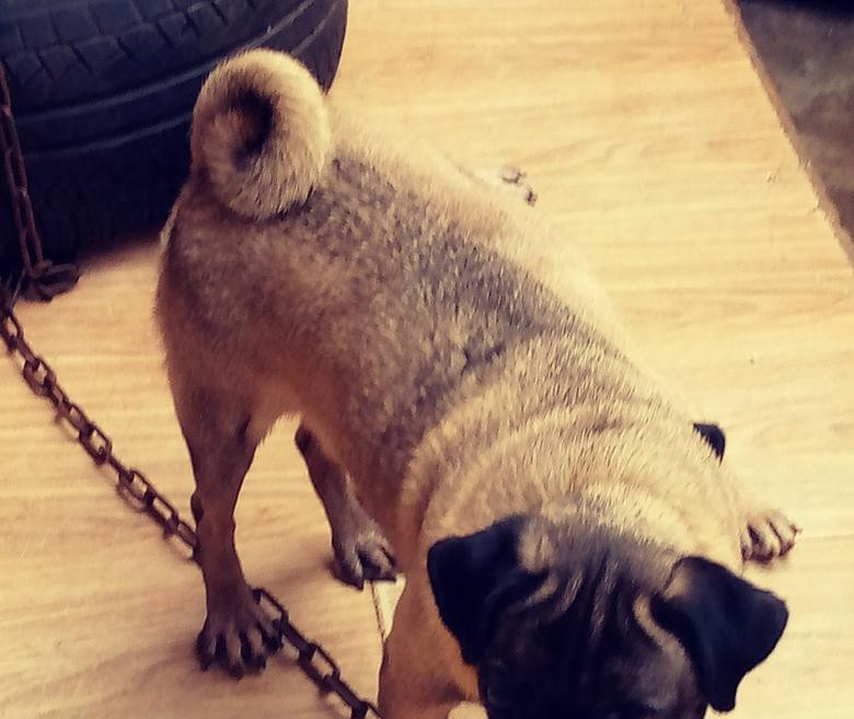 Фото 1/1. 1+ year Male Purebred Pug