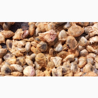 Agric Pumpkin {Ugwu)Seeds