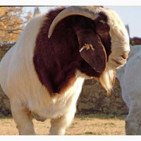 Matured Boar and Kalahari Red Goats Available