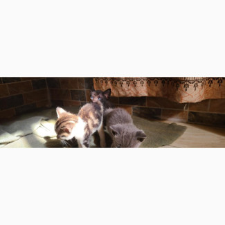 0-1 month Female Mixed Breed American Shorthair