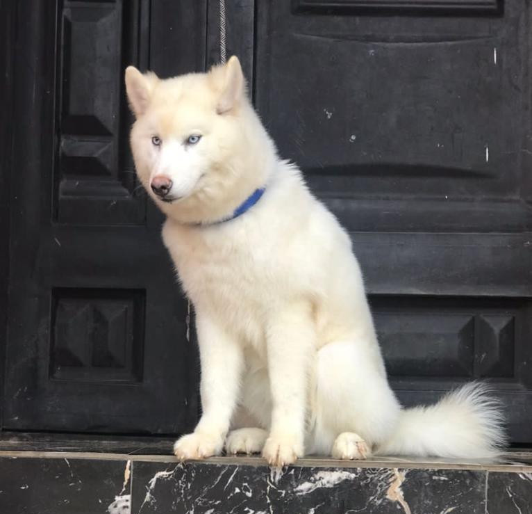 Фото 1/1. 6-12 months Male Purebred Siberian Husky
