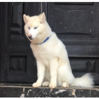 6-12 months Male Purebred Siberian Husky
