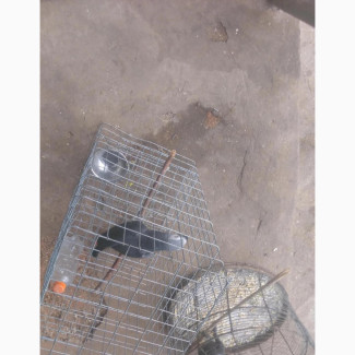 African Gray Talking Parrot