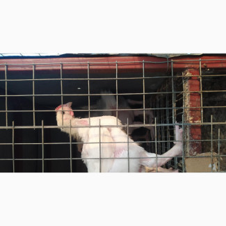 Broilers - 4 Weeks Old