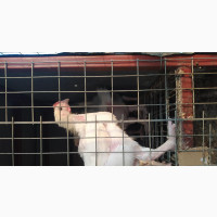 Broilers - 4 Weeks Old